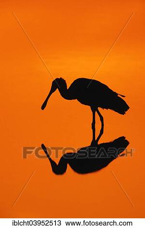 Stock Image - "Roseate Spoonbill (Ajaja ajaja) at sunset, Florida, United States, North America". Fotosearch