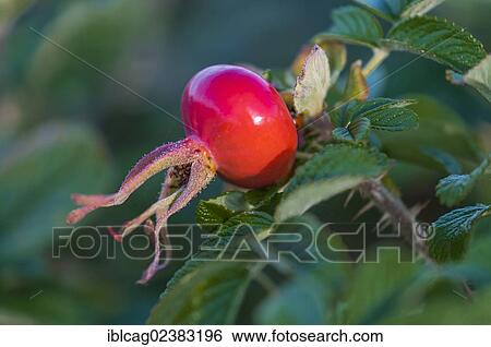 Stock Photograph - Rosehip of a Rugosa Rose or Beach Tomato (Rosa rugosa). Fotosearch