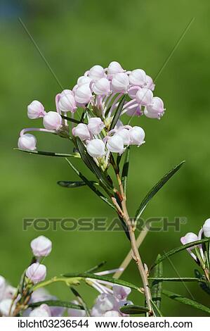 "Rosemary, Bog Rosemary (Andromeda polifolia, Andromeda rosmarinifolia), flowering, North Rhine-Westphalia, Germany, Europe" View Large Photo Image Picture - "Rosemary, Bog Rosemary (Andromeda polifolia, Andromeda rosmarinifolia), flowering, North Rhine-Westphalia, Germany, Europe". Fotosearch