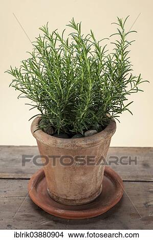 Rosemary (Rosmarinus officinalis) growing in a terracotta pot on a wooden table View Large Photo Image Picture - Rosemary (Rosmarinus officinalis) growing in a terracotta pot on a wooden table. Fotosearch