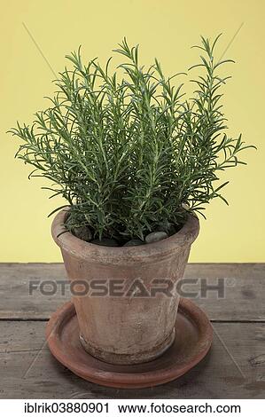 Rosemary (Rosmarinus officinalis) growing in a terracotta pot on a wooden table View Large Photo Image Stock Image - Rosemary (Rosmarinus officinalis) growing in a terracotta pot on a wooden table. Fotosearch
