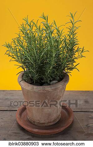 Rosemary (Rosmarinus officinalis) growing in a terracotta pot on a wooden table View Large Photo Image Stock Image - Rosemary (Rosmarinus officinalis) growing in a terracotta pot on a wooden table. Fotosearch