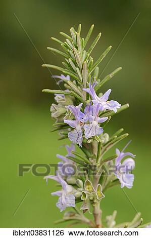 "Rosemary (Rosmarinus officinalis), Provence, Southern France, France, Europe" View Large Photo Image Stock Photograph - "Rosemary (Rosmarinus officinalis), Provence, Southern France, France, Europe". Fotosearch