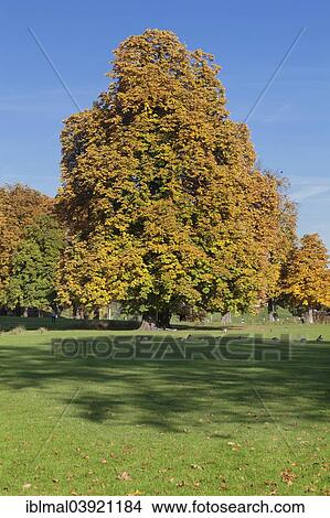 Picture - "Rosensteinpark in autumn, Stuttgart, Baden-Wurttemberg, Germany, Europe". Fotosearch