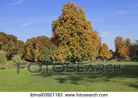 "Rosensteinpark in autumn, Stuttgart, Baden-Wurttemberg, Germany, Europe" View Large Photo Image Stock Image - "Rosensteinpark in autumn, Stuttgart, Baden-Wurttemberg, Germany, Europe". Fotosearch