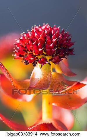 Picture - "Roseroot (Rhodiola rosea), Wrangel, Chukotka, Russia, Europe". Fotosearch