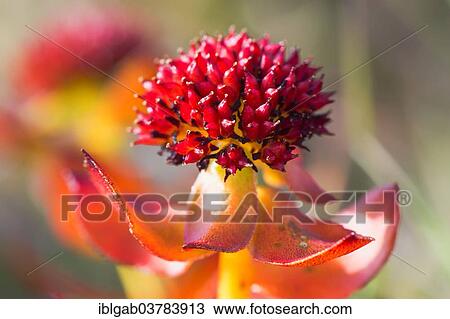 "Roseroot (Rhodiola rosea), Wrangel, Chukotka, Russia, Europe" View Large Photo Image Stock Image - "Roseroot (Rhodiola rosea), Wrangel, Chukotka, Russia, Europe". Fotosearch