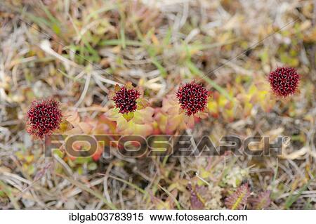 Stock Photography - "Roseroot (Rhodiola rosea), Wrangel, Chukotka, Russia, Europe". Fotosearch