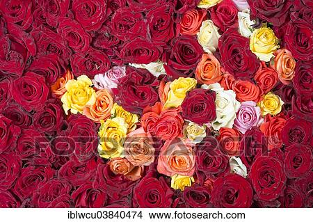 "Roses at a market stall, Mysore, Karnataka, India, Asia" View Large Photo Image Picture - "Roses at a market stall, Mysore, Karnataka, India, Asia". Fotosearch