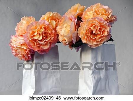 Roses in a modern white porcelain vase View Large Photo Image Stock Photograph - Roses in a modern white porcelain vase. Fotosearch