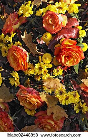 "Roses (Rosa) and autumn leaves, Ostfriedhof, East Cemetery, Munich, Bavaria, Germany, Europe" View Large Photo Image Stock Photo - "Roses (Rosa) and autumn leaves, Ostfriedhof, East Cemetery, Munich, Bavaria, Germany, Europe". Fotosearch