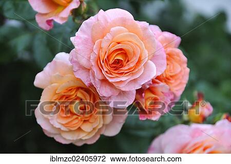 Stock Image - "Roses (Rosa), flowers, Karsberg, Upper Franconia, Bavaria, Germany, Europe". Fotosearch