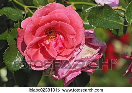 "Roses (Rosa) in the Court Garden, Dachau, Bavaria, Germany, Europe" View Large Photo Image Stock Photography - "Roses (Rosa) in the Court Garden, Dachau, Bavaria, Germany, Europe". Fotosearch