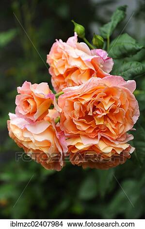 "Roses (Rosa), Lueneburg, Lower Saxony, Germany, Europe" View Large Photo Image Picture - "Roses (Rosa), Lueneburg, Lower Saxony, Germany, Europe". Fotosearch