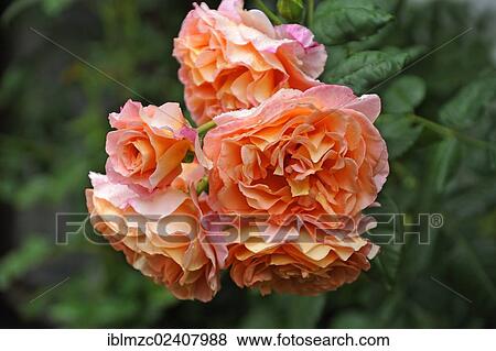 "Roses (Rosa), Lueneburg, Lower Saxony, Germany, Europe" View Large Photo Image Stock Photo - "Roses (Rosa), Lueneburg, Lower Saxony, Germany, Europe". Fotosearch