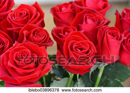"Roses, Spain, Europe" View Large Photo Image Stock Photo - "Roses, Spain, Europe". Fotosearch