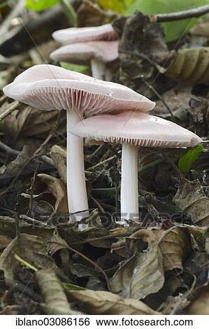 "Rosy Bonnet (Mycena rosea), Burgenland, Austria, Europe" View Large Photo Image Stock Photograph - "Rosy Bonnet (Mycena rosea), Burgenland, Austria, Europe". Fotosearch