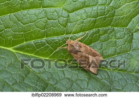 Stock Photo - "Rosy Rustic (Hydraecia micacea), adult, resting on leaf, Essex, England, United Kingdom, Europe". Fotosearch