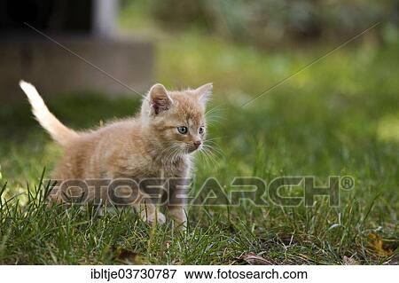 "Rotgetigertes kitten in the garden, Germany, Europe" View Large Photo Image Stock Photo - "Rotgetigertes kitten in the garden, Germany, Europe". Fotosearch