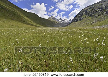 Stock Photo - "Rotmoostal Valley with the Oetztal Alps at back, Tyrol, Austria, Europe". Fotosearch