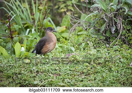 "Rougets Rail (Rougetius rougetii), Bale Mountains National Park, Bale Zone, Oromia Region, Ethiopia, Africa" View Large Photo Image Stock Photo - "Rougets Rail (Rougetius rougetii), Bale Mountains National Park, Bale Zone, Oromia Region, Ethiopia, Africa". Fotosearch