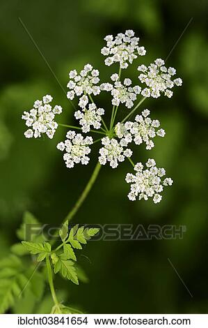 Picture - "Rough Chervil (Chaerophyllum temulum), flowers, North Rhine-Westphalia, Germany, Europe". Fotosearch