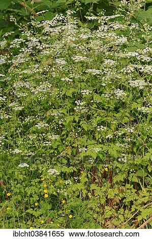Stock Photography - "Rough Chervil (Chaerophyllum temulum), North Rhine-Westphalia, Germany, Europe". Fotosearch