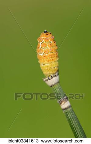 "Rough horsetail (Equisetum hyemale), spores, North Rhine-Westphalia, Germany, Europe" View Large Photo Image Stock Image - "Rough horsetail (Equisetum hyemale), spores, North Rhine-Westphalia, Germany, Europe". Fotosearch