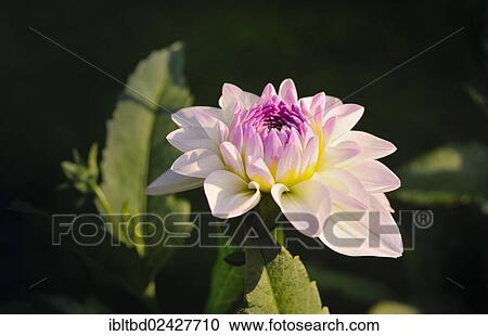 "Round Dahlia (Dahlia) """"Eveline""""" View Large Photo Image Stock Image - "Round Dahlia (Dahlia) """"Eveline""""". Fotosearch