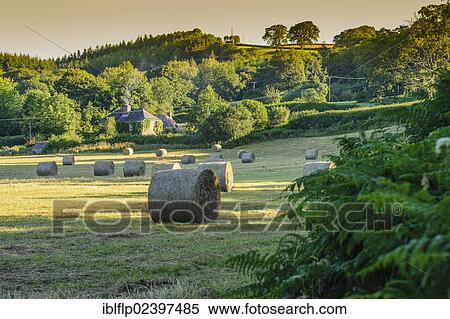"Round hay bales in meadow, near Glasbury, Powys, Wales, United Kingdom, Europe" View Large Photo Image Stock Photography - "Round hay bales in meadow, near Glasbury, Powys, Wales, United Kingdom, Europe". Fotosearch