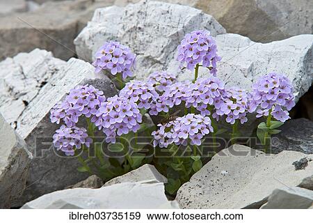 "Round-leaved Penny-cress (Thlaspi rotundifolium), Karwendel Mountains, Tyrol, Austria, Europe" View Large Photo Image Stock Photo - "Round-leaved Penny-cress (Thlaspi rotundifolium), Karwendel Mountains, Tyrol, Austria, Europe". Fotosearch