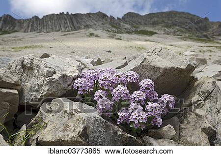 Stock Photography - "Round-leaved Penny-cress (Thlaspi rotundifolium), Karwendel Mountains, Tyrol, Austria, Europe". Fotosearch