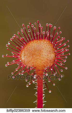 "Round-leaved Sundew (Drosera rotundifolia), close-up of leaf, glandular hairs with sticky mucilage, Chartly, Staffordshire, England, United Kingdom, Europe" View Large Photo Image Stock Photo - "Round-leaved Sundew (Drosera rotundifolia), close-up of leaf, glandular hairs with sticky mucilage, Chartly, Staffordshire, England, United Kingdom, Europe". Fotosearch