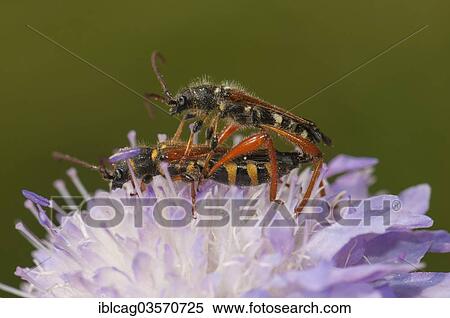 "Round-necked Longhorn Beetle (Stenopterus rufus), pair mating, Berger Hang nature reserve, Frankfurt am Main, Hesse, Germany, Europe" View Large Photo Image Stock Photography - "Round-necked Longhorn Beetle (Stenopterus rufus), pair mating, Berger Hang nature reserve, Frankfurt am Main, Hesse, Germany, Europe". Fotosearch