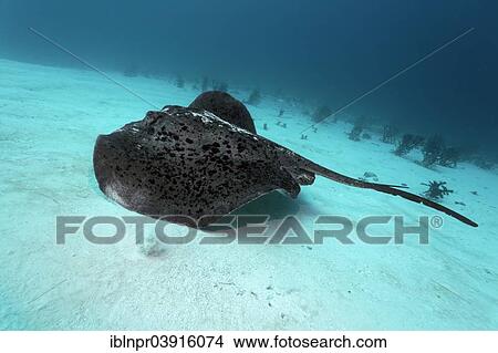 "Round Ribbontail Ray (Taeniura meyeni) swimming over the sandy ocean floor, Great Barrier Reef, UNESCO World Natural Heritage Site, Pacific Ocean, Queensland, Australia, Oceania" View Large Photo Image Picture - "Round Ribbontail Ray (Taeniura meyeni) swimming over the sandy ocean floor, Great Barrier Reef, UNESCO World Natural Heritage Site, Pacific Ocean, Queensland, Australia, Oceania". Fotosearch