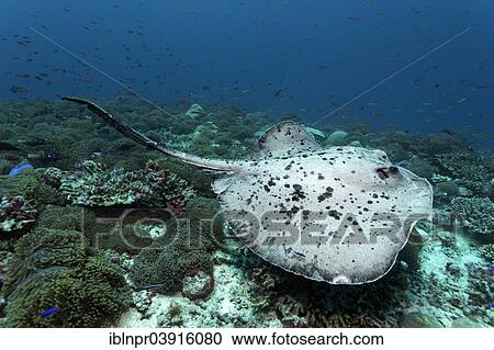 "Round Ribbontail Ray (Taeniura meyeni) swimming over a coral reef with Magnificent Sea Anemone or Ritteri Anemone (Heteractis magnifica), Great Barrier Reef, UNESCO World Natural Heritage Site, Pacific Ocean, Queensland, Australia, Oceania" View Large Photo Image Stock Image - "Round Ribbontail Ray (Taeniura meyeni) swimming over a coral reef with Magnificent Sea Anemone or Ritteri Anemone (Heteractis magnifica), Great Barrier Reef, UNESCO World Natural Heritage Site, Pacific Ocean, Queensland, Australia, Oceania". Fotosearch
