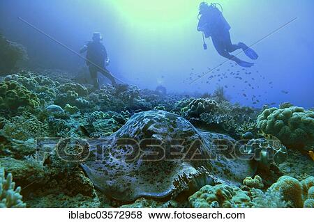 "Round ribbontail ray (Taeniura meyeni) and diver, Raja Ampat, West Papua, Indonesia, Asia" View Large Photo Image Stock Photo - "Round ribbontail ray (Taeniura meyeni) and diver, Raja Ampat, West Papua, Indonesia, Asia". Fotosearch