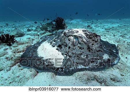 Round Ribbontail Ray Taeniura Meyeni Resting On The Sandy