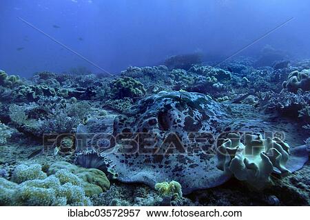 "Round ribbontail ray (Taeniura meyeni), Raja Ampat, West Papua, Indonesia, Asia" View Large Photo Image Stock Photo - "Round ribbontail ray (Taeniura meyeni), Raja Ampat, West Papua, Indonesia, Asia". Fotosearch