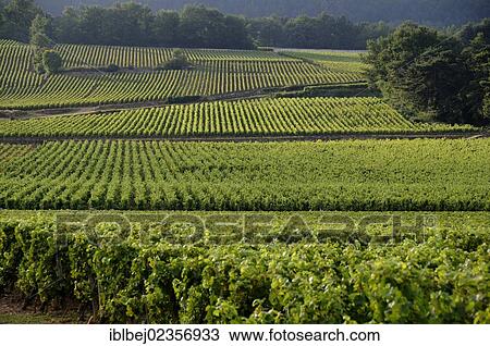 "Route des Grands Crus, Meursault, Cotes de Beaune vineyard, Cote d'Or, France, Europe" View Large Photo Image Stock Image - "Route des Grands Crus, Meursault, Cotes de Beaune vineyard, Cote d'Or, France, Europe". Fotosearch