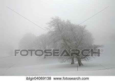 "Row of trees in winter fog, Schauinsland region, Black Forest, Baden-Wurttemberg, Germany, Europe" View Large Photo Image Stock Photo - "Row of trees in winter fog, Schauinsland region, Black Forest, Baden-Wurttemberg, Germany, Europe". Fotosearch
