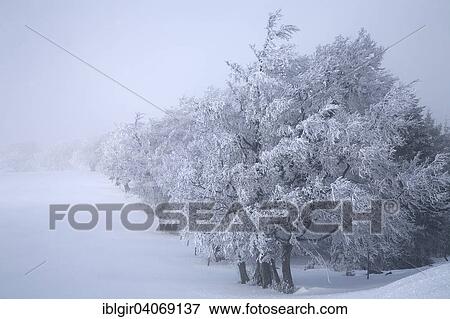 "Row of trees in winter, Schauinsland region, Black Forest, Baden-Wurttemberg, Germany, Europe" View Large Photo Image Stock Photo - "Row of trees in winter, Schauinsland region, Black Forest, Baden-Wurttemberg, Germany, Europe". Fotosearch
