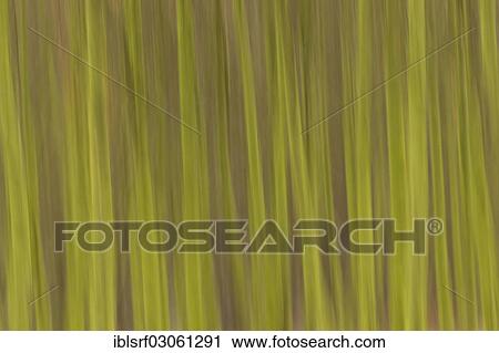 "Row of trees with a blurred wipe effect, Fuldabruck, Fuldabruck, Hesse, Germany, Europe" View Large Photo Image Stock Image - "Row of trees with a blurred wipe effect, Fuldabruck, Fuldabruck, Hesse, Germany, Europe". Fotosearch