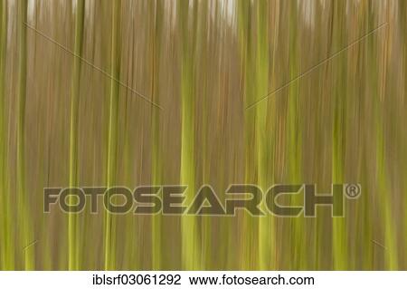 "Row of trees with a blurred wipe effect, Fuldabruck, Fuldabruck, Hesse, Germany, Europe" View Large Photo Image Stock Image - "Row of trees with a blurred wipe effect, Fuldabruck, Fuldabruck, Hesse, Germany, Europe". Fotosearch