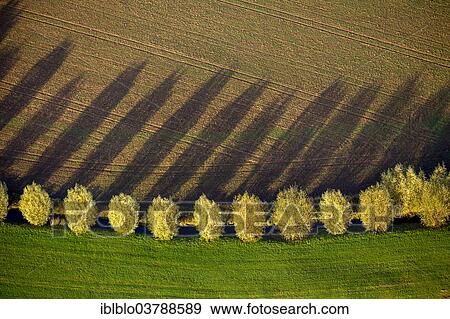 "Row of trees with shadows, autumn, aerial view, Duisburg, Ruhr area, North Rhine-Westphalia, Germany, Europe" View Large Photo Image Stock Photo - "Row of trees with shadows, autumn, aerial view, Duisburg, Ruhr area, North Rhine-Westphalia, Germany, Europe". Fotosearch