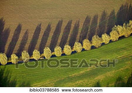 "Row of trees with shadows, autumn, aerial view, Duisburg, Ruhr area, North Rhine-Westphalia, Germany, Europe" View Large Photo Image Stock Photography - "Row of trees with shadows, autumn, aerial view, Duisburg, Ruhr area, North Rhine-Westphalia, Germany, Europe". Fotosearch