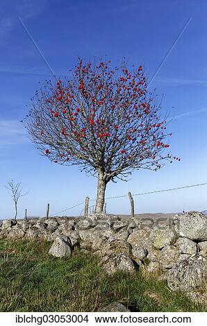 "Rowan, European Rowan, Mountain-ash, or European mountain-ash (Sorbus aucuparia), stone wall, Aubrac, Lozere, Region Languedoc-Roussillon, France, Europe" View Large Photo Image Picture - "Rowan, European Rowan, Mountain-ash, or European mountain-ash (Sorbus aucuparia), stone wall, Aubrac, Lozere, Region Languedoc-Roussillon, France, Europe". Fotosearch