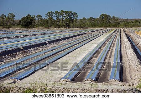 "Rows of tomato plants, Immokalee, Florida, United States, North America" View Large Photo Image Stock Image - "Rows of tomato plants, Immokalee, Florida, United States, North America". Fotosearch