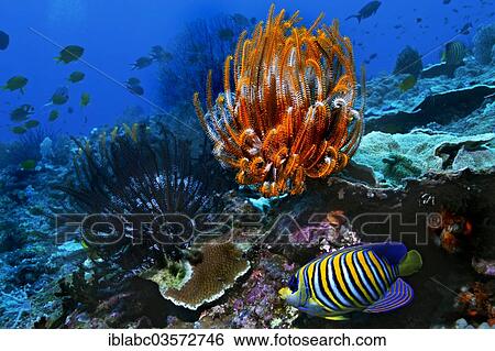 "Royal Angelfish or Regal Angelfish (Pygoplites diacanthus) and Sea Lilies or Feather Stars (Crinoidea), Raja Ampat, West Papua, Indonesia, Asia" View Large Photo Image Stock Photograph - "Royal Angelfish or Regal Angelfish (Pygoplites diacanthus) and Sea Lilies or Feather Stars (Crinoidea), Raja Ampat, West Papua, Indonesia, Asia". Fotosearch