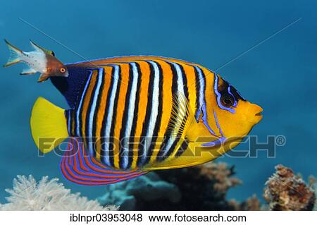 Stock Photo - "Royal angelfish (Pygoplites diacanthus), with juvenile lyretailed hogfish (Bodianus anthioides), Makadi Bay, Red Sea, Hurghada, Egypt, Africa". Fotosearch